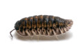 Cubaris sp. Platin Tung Song